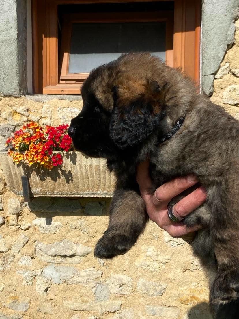 Chiot N°1