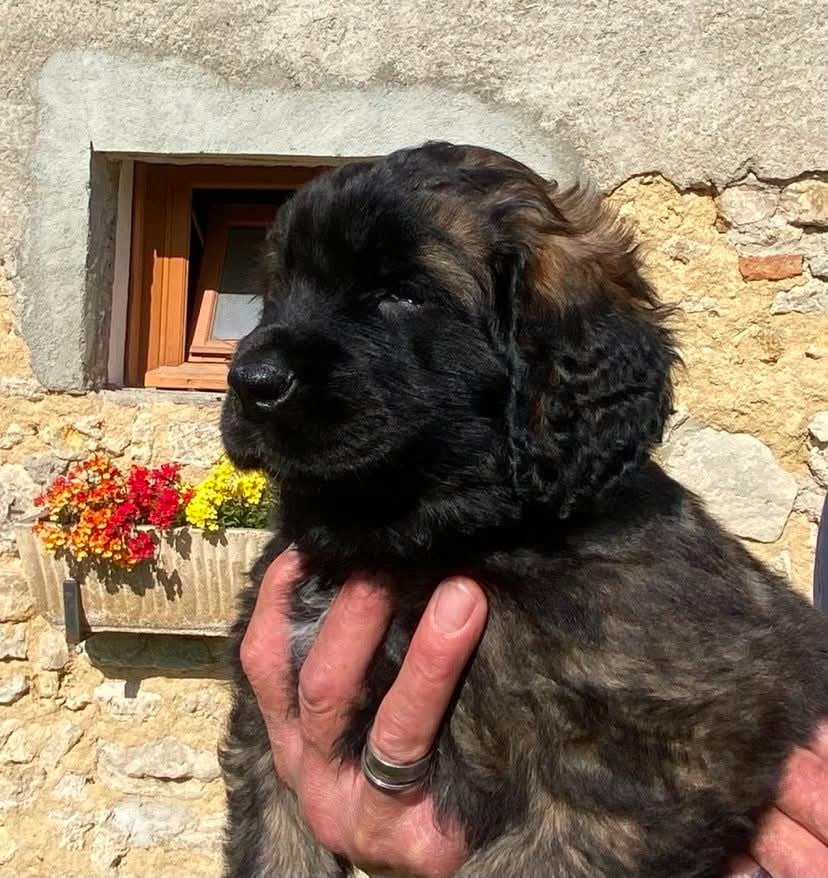 Chiot N°2