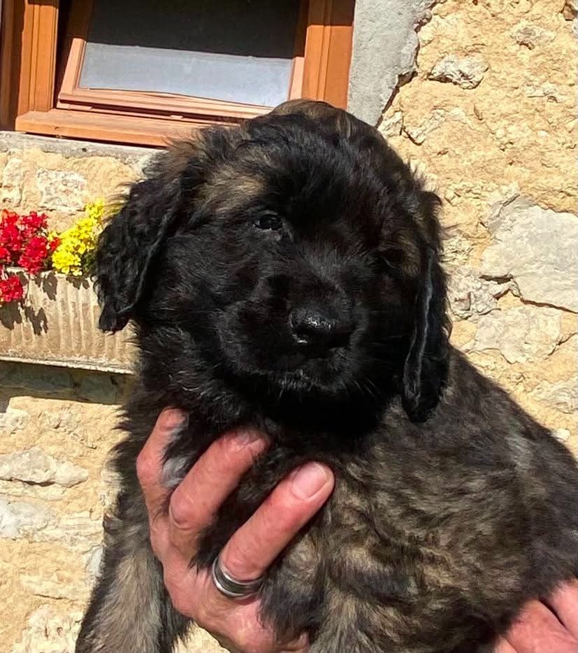 Chiot N°2