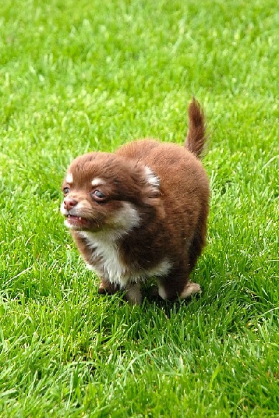 Publication : d'Acca Larentia Auteur : Véronica