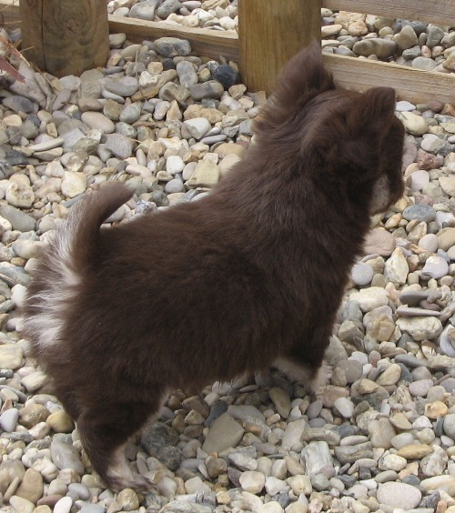 Publication : d'Acca Larentia Auteur : Véronica