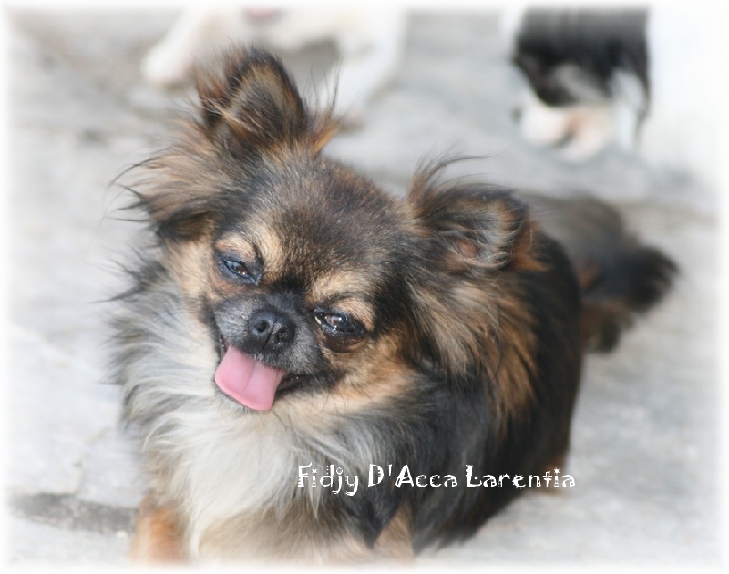 Fidjy d'Acca Larentia