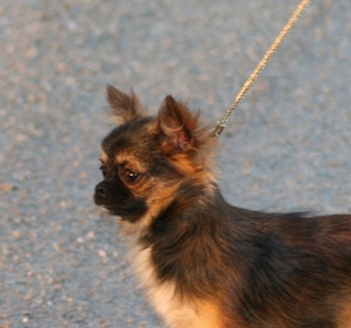 Fidjy d'Acca Larentia