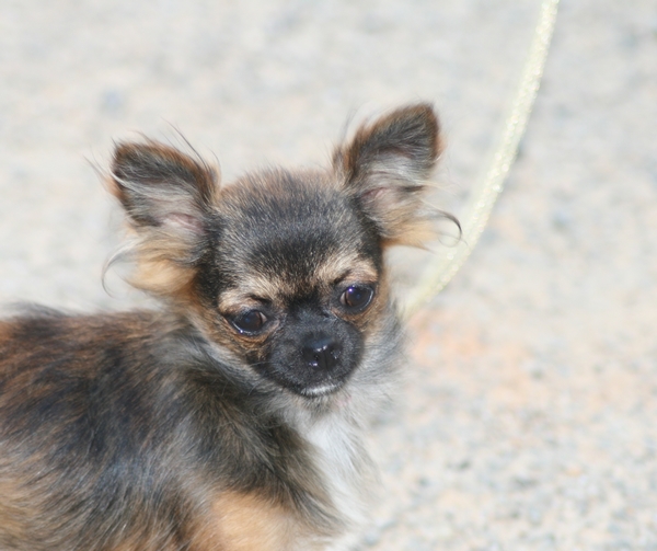 Fidjy d'Acca Larentia