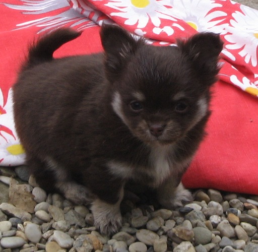 Publication : d'Acca Larentia Auteur : Véronica