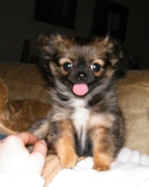 Fidjy d'Acca Larentia