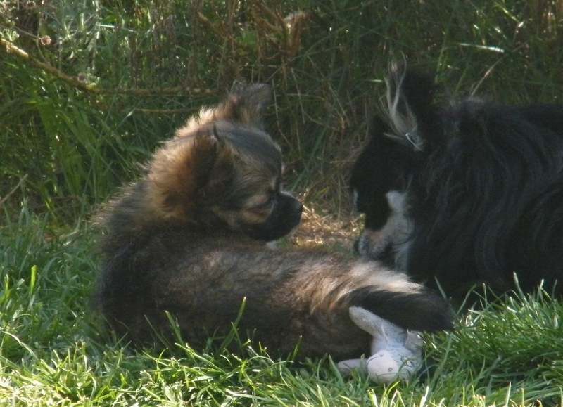 Fidjy d'Acca Larentia