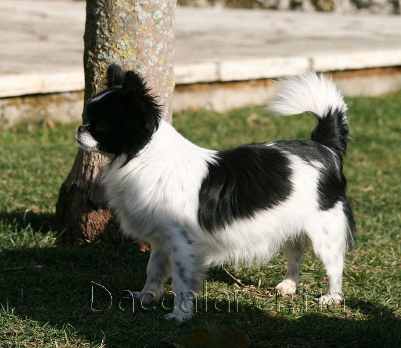 Molly d'Acca Larentia