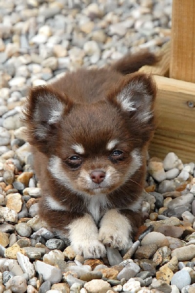 Publication : d'Acca Larentia Auteur : Véronica