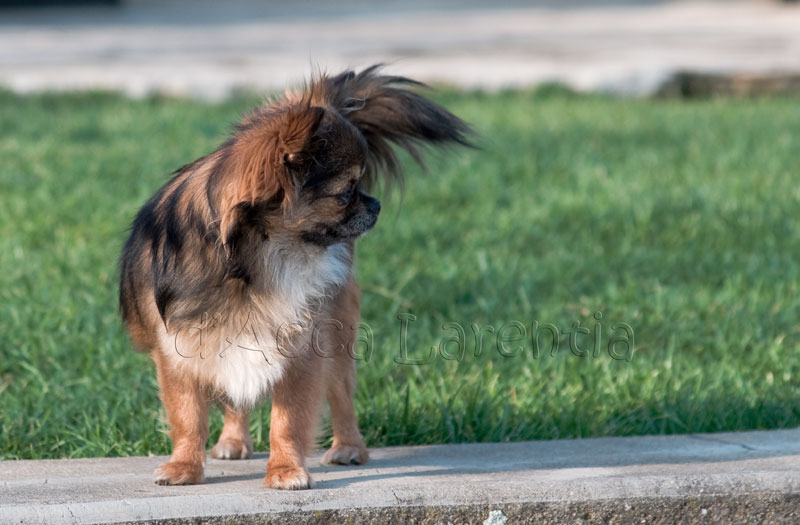 Fidjy d'Acca Larentia