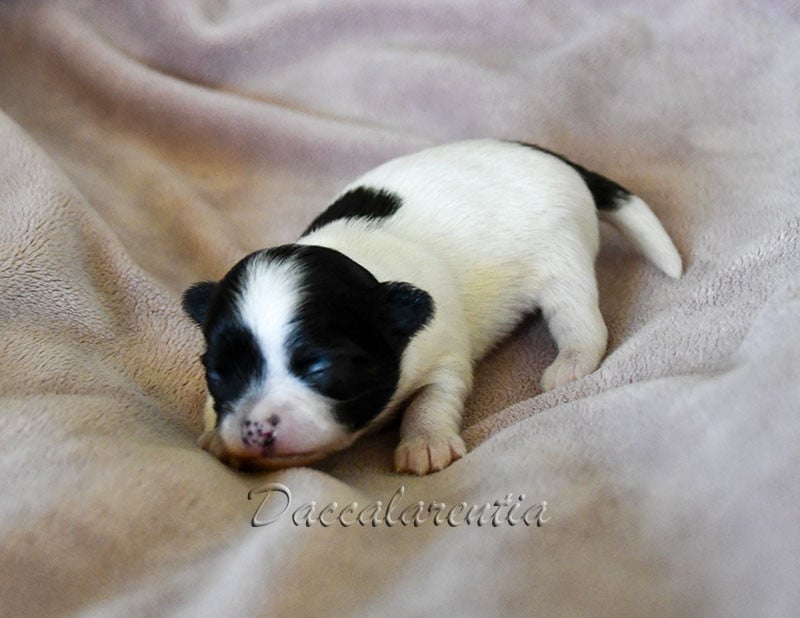 Chiot N°1