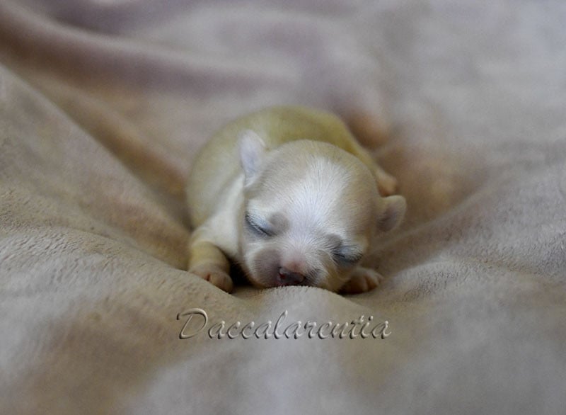 Chiot N°2