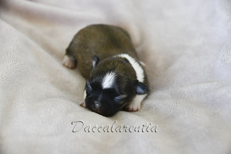 Chiot N°3