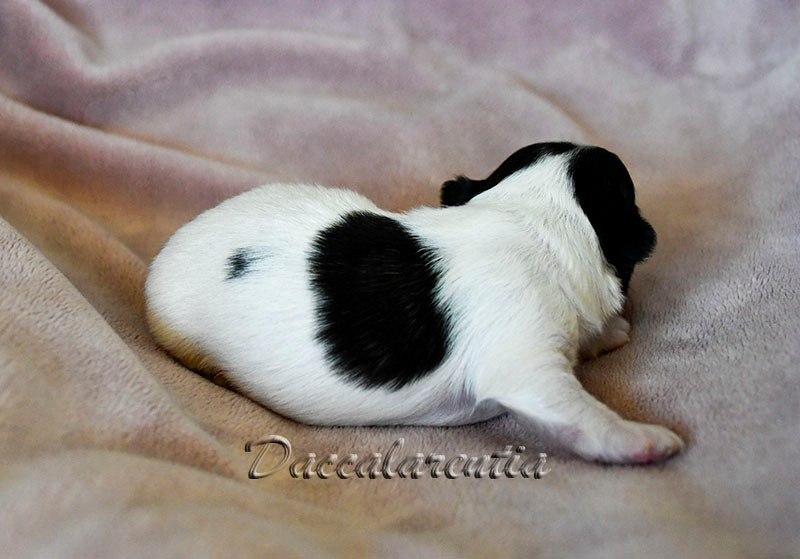 Chiot N°1