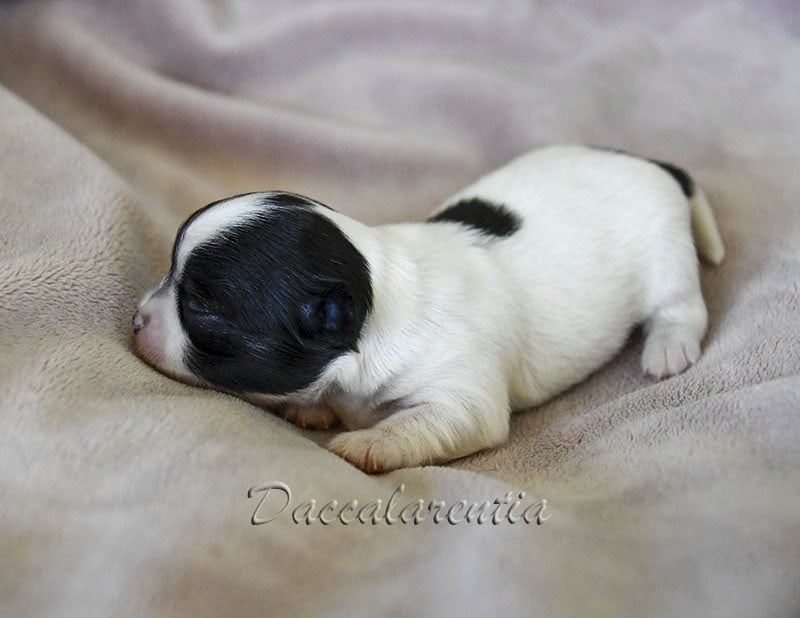 Chiot N°1