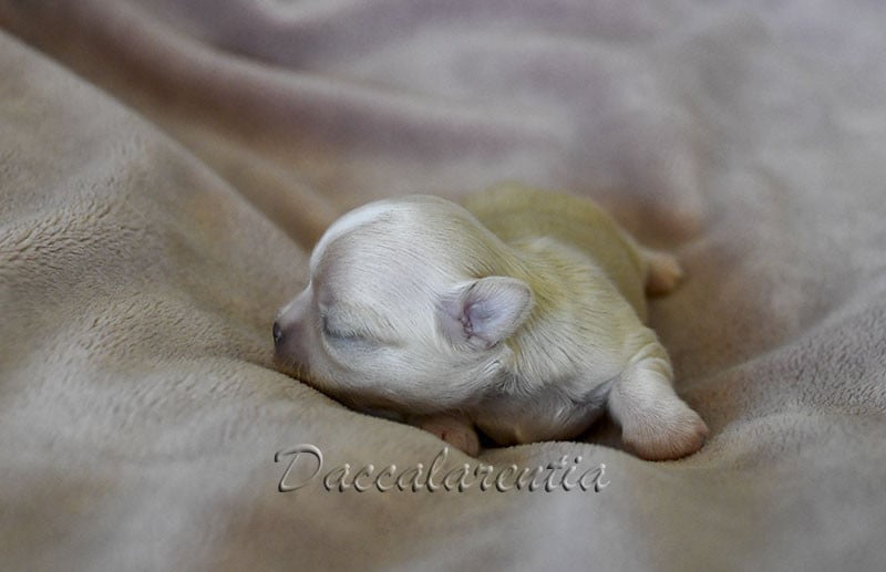 Chiot N°2
