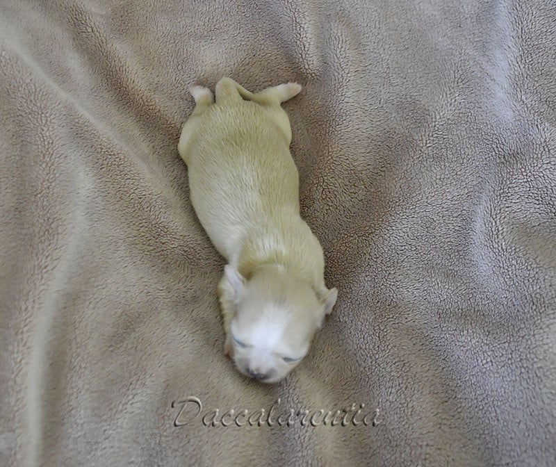 Chiot N°2