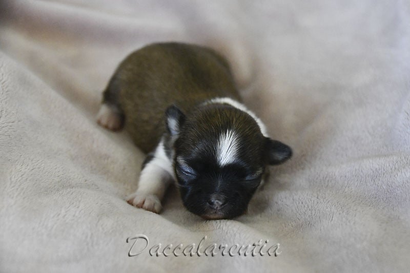 Chiot N°3
