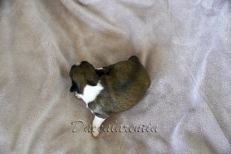 Chiot N°3