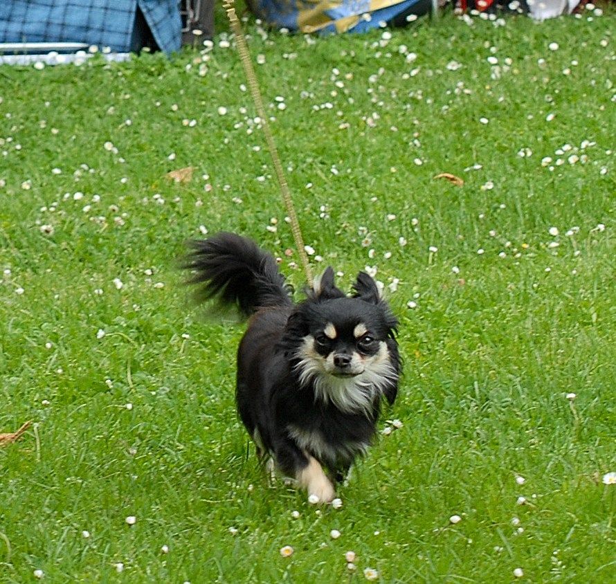 Canzo d'Acca Larentia - 3eme excellent en intermediaire