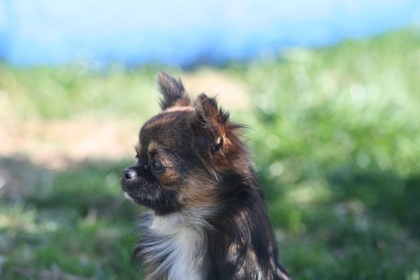 Fidjy d'Acca Larentia - 3eme excellent en jeune