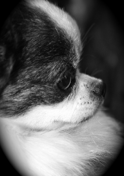 CH. CLC Mon beau petit garth - 1er excellent CACS,CACIB, Meilleur de race