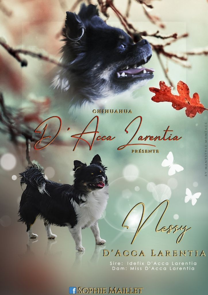 Nessy d'Acca Larentia - 1er excellent CACS, classe ouverte, Meilleur de sexe opposé