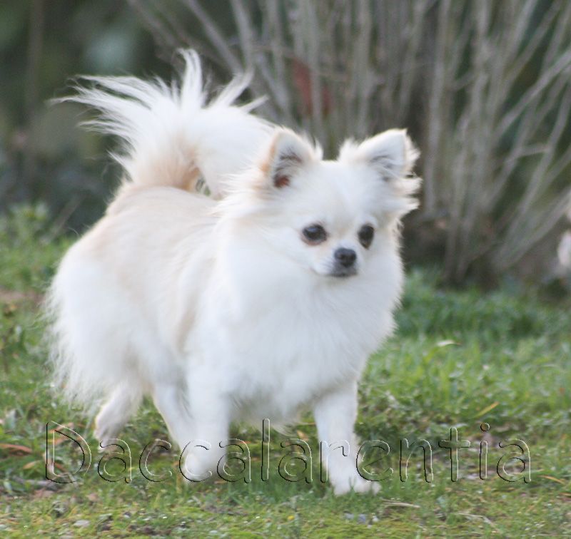 Mam'zelle d'Acca Larentia - 1er excellent, classe Intermédiaire