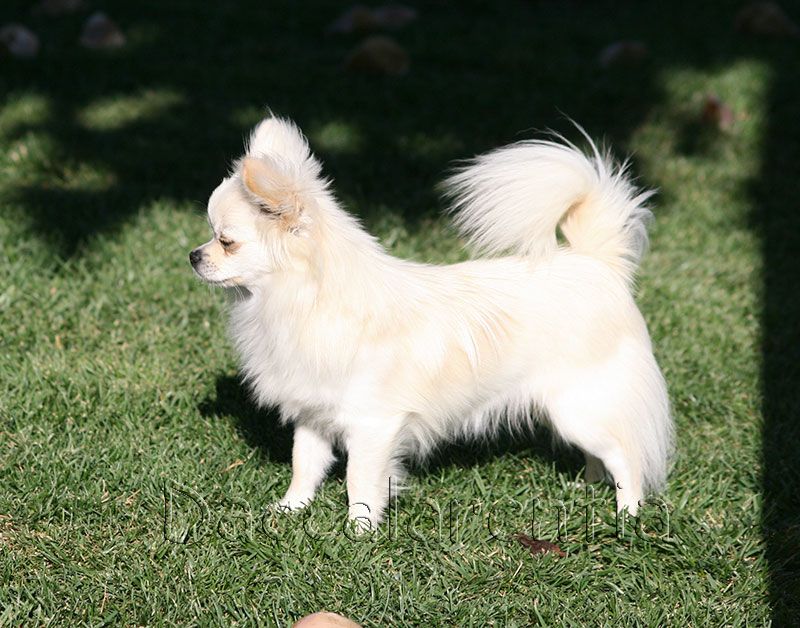 Mam'zelle d'Acca Larentia - 1ere excellente , Meilleur Jeune