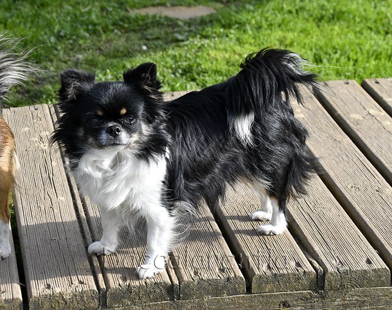 Nessy d'Acca Larentia - 1ere Excellent CACS, classe ouverte, BOS