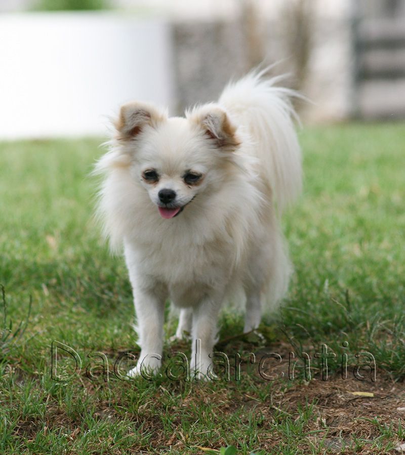 Mam'zelle d'Acca Larentia - 1ere excellent, Meilleur jeune, Meilleur de sexe opposée