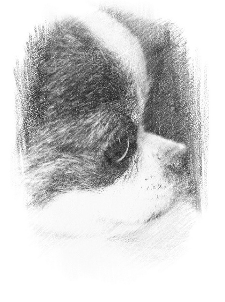 CH. CLC Mon beau petit garth - 1er excellent CACS,CACIB, meilleur de race