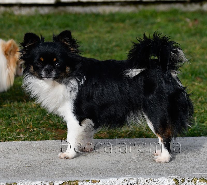 Nessy d'Acca Larentia - 2eme excellent,classe jeune