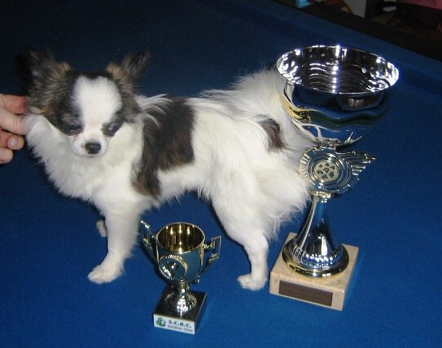 CH. CLC Mon beau petit garth - Trés Prometteur