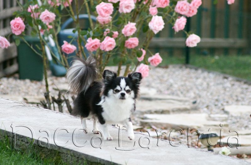 CH. valley high's Travelin man - 1er excellent.Meilleur de race, classe champion