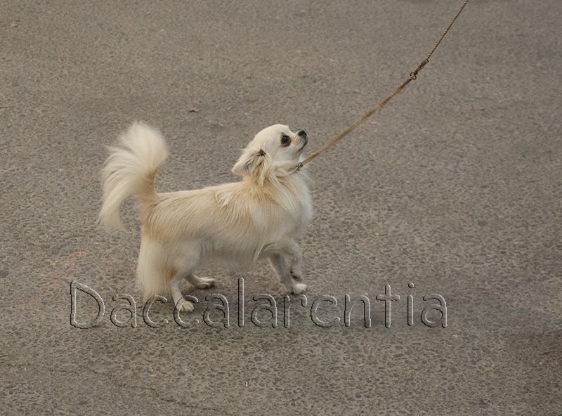Mam'zelle d'Acca Larentia - 1ere excellente/11 , Meilleur Jeune