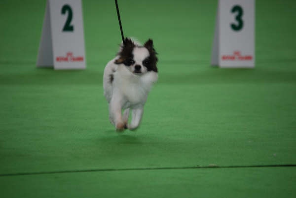 CH. CLC Mon beau petit garth - 2eme excellent