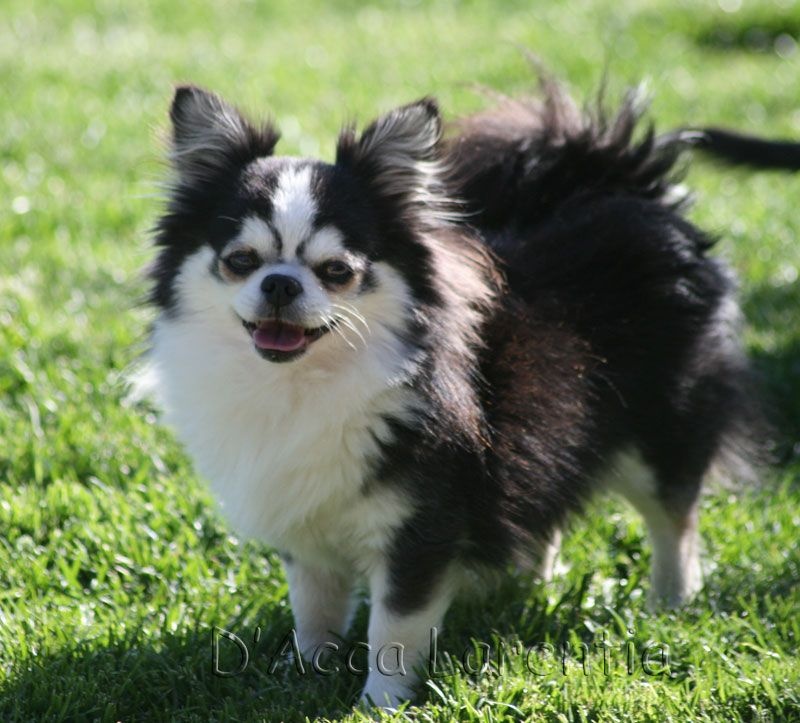 CH. valley high's Travelin man - 1er Excellent, classe champion