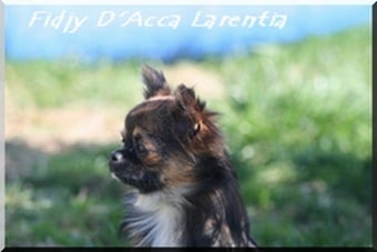 Fidjy d'Acca Larentia - 2eme excellent , en jeune