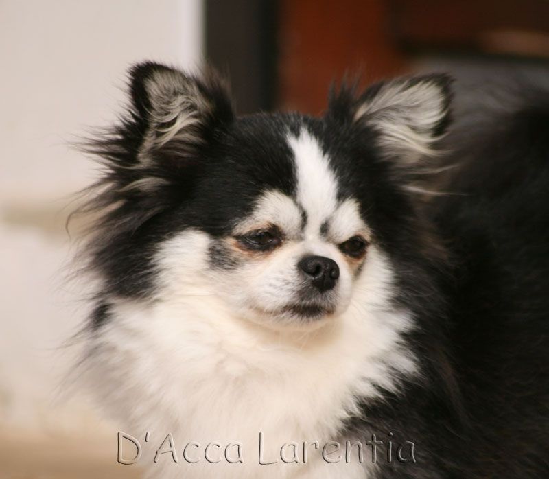 CH. valley high's Travelin man - 1er Excellent, classe champion