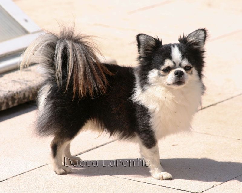 CH. valley high's Travelin man - 1er excellent CACIB, classe Champion