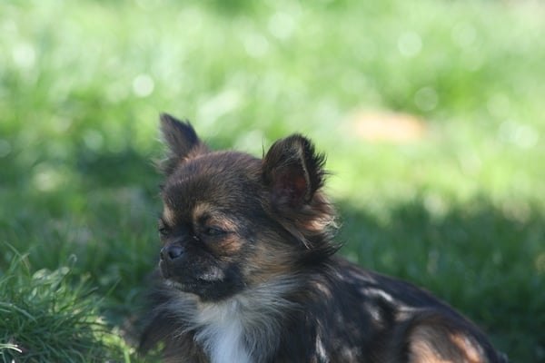 Fidjy d'Acca Larentia - 3eme excellent en jeune