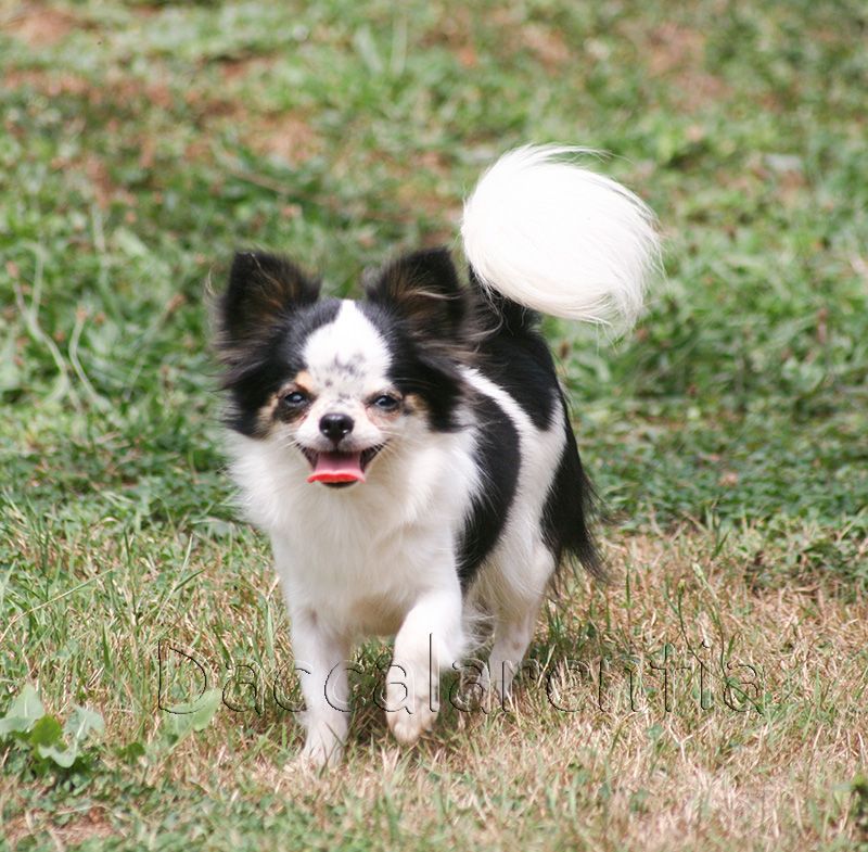 playful rich Only you - 1er excellent/4, classe Intermédiaire, CACS