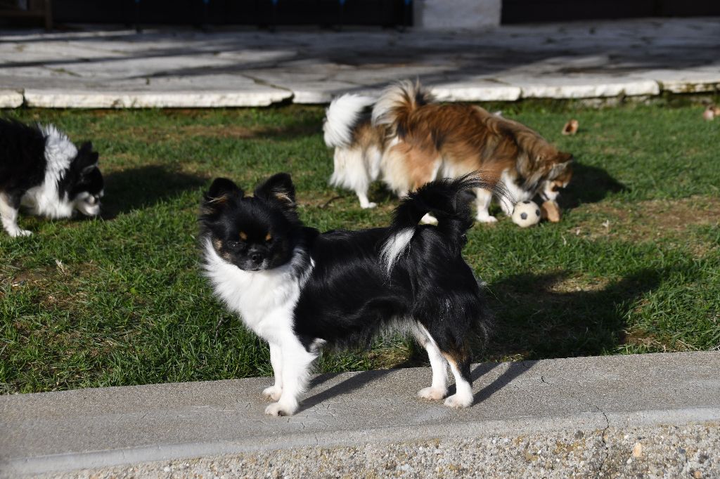 Nessy d'Acca Larentia - Classe jeune,1er excellent, Meilleur Jeune