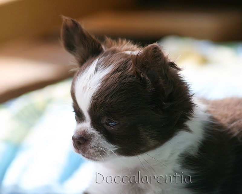 Logan d'Acca Larentia - 2eme Tres prometteur