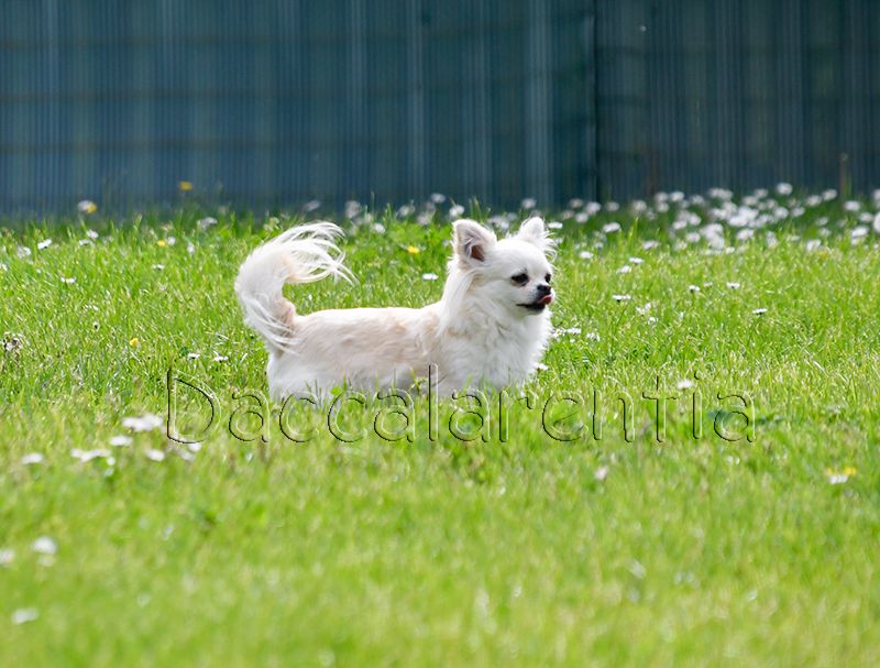 Mam'zelle d'Acca Larentia - 1er excellent RCACS, Classe ouverte