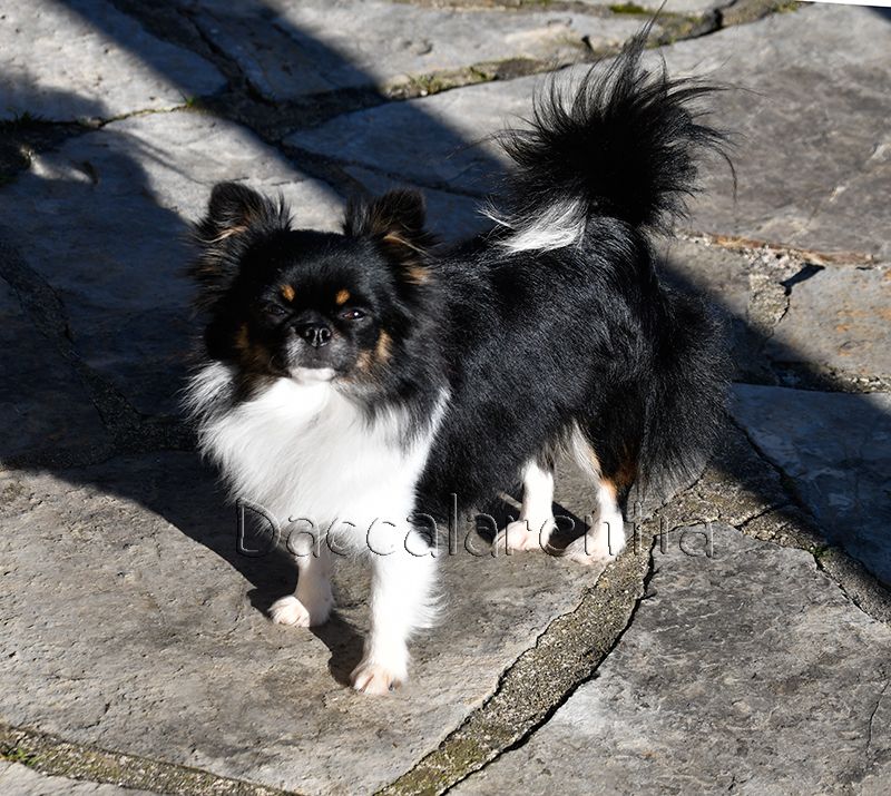 Nessy d'Acca Larentia - 1er excellent, Classe Inter