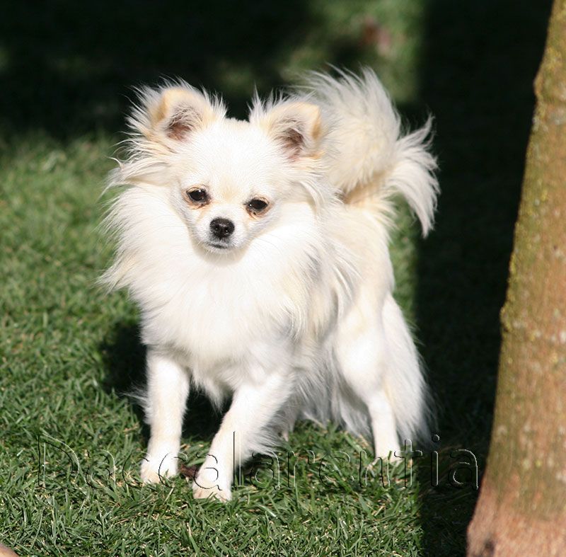 Mam'zelle d'Acca Larentia - 2eme TP