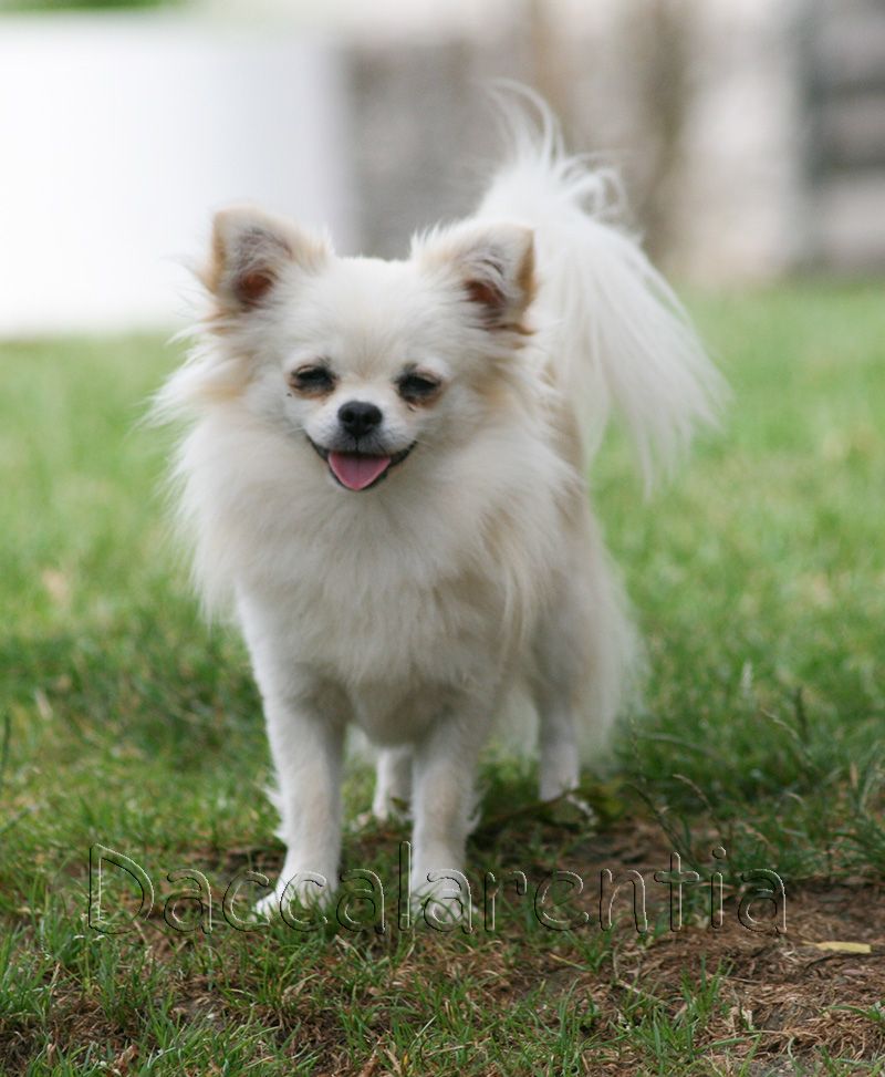 Mam'zelle d'Acca Larentia - 2eme/5 excellent en classe jeune