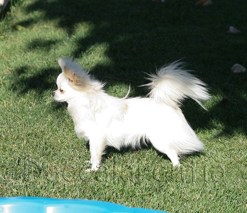 Mam'zelle d'Acca Larentia - 1ere excellent, Meilleur jeune, Meilleur de sexe opposée